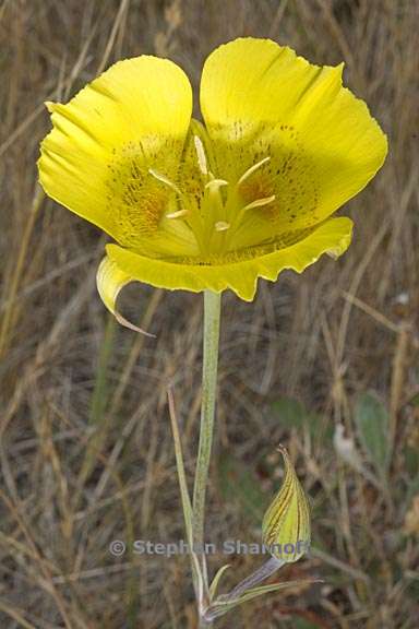 calochortus luteus 4 graphic